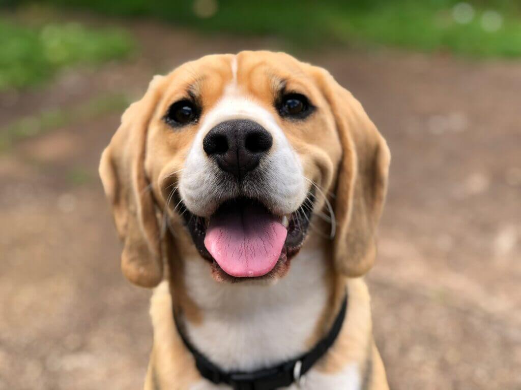 Chien en gros plan qui tire la langue