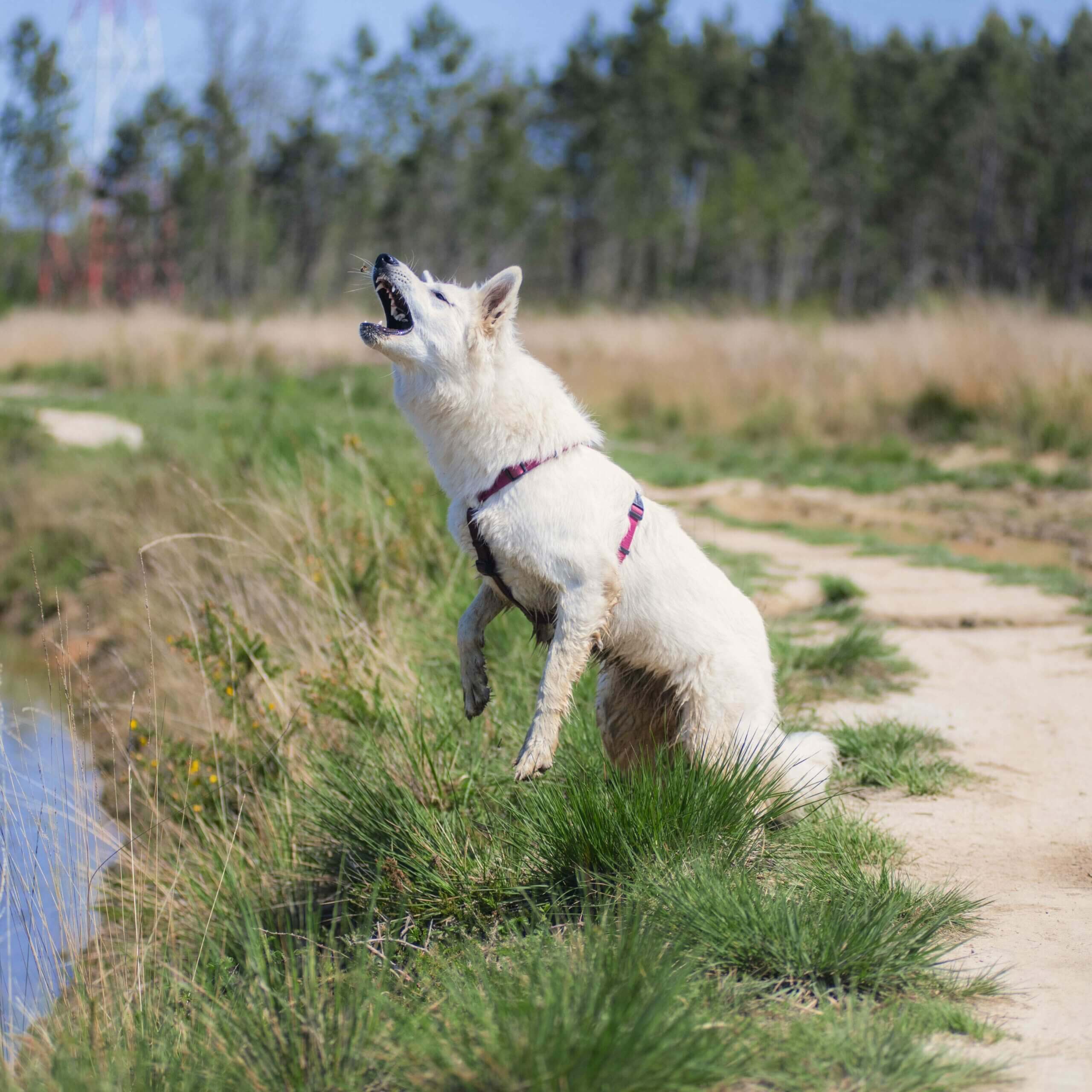 Chien blanc qui attrape un papillon