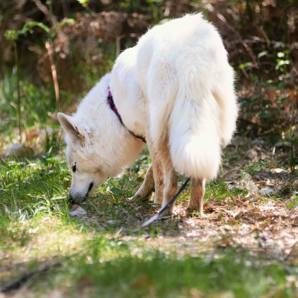 Chien blanc qui renifle le sol