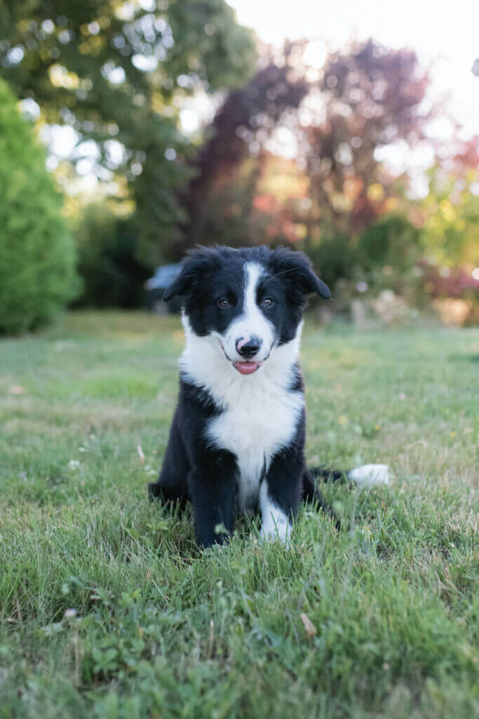 Un chiot noir et blanc assis dans l'herbe