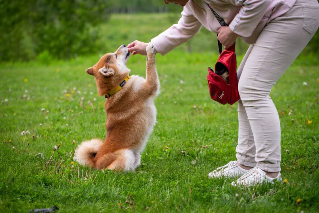 Un chien roux qui lèche la main d'une femme