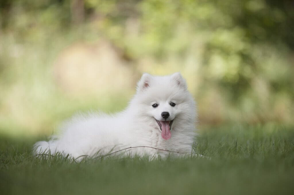 Chiot blanc couché dans l'herbe