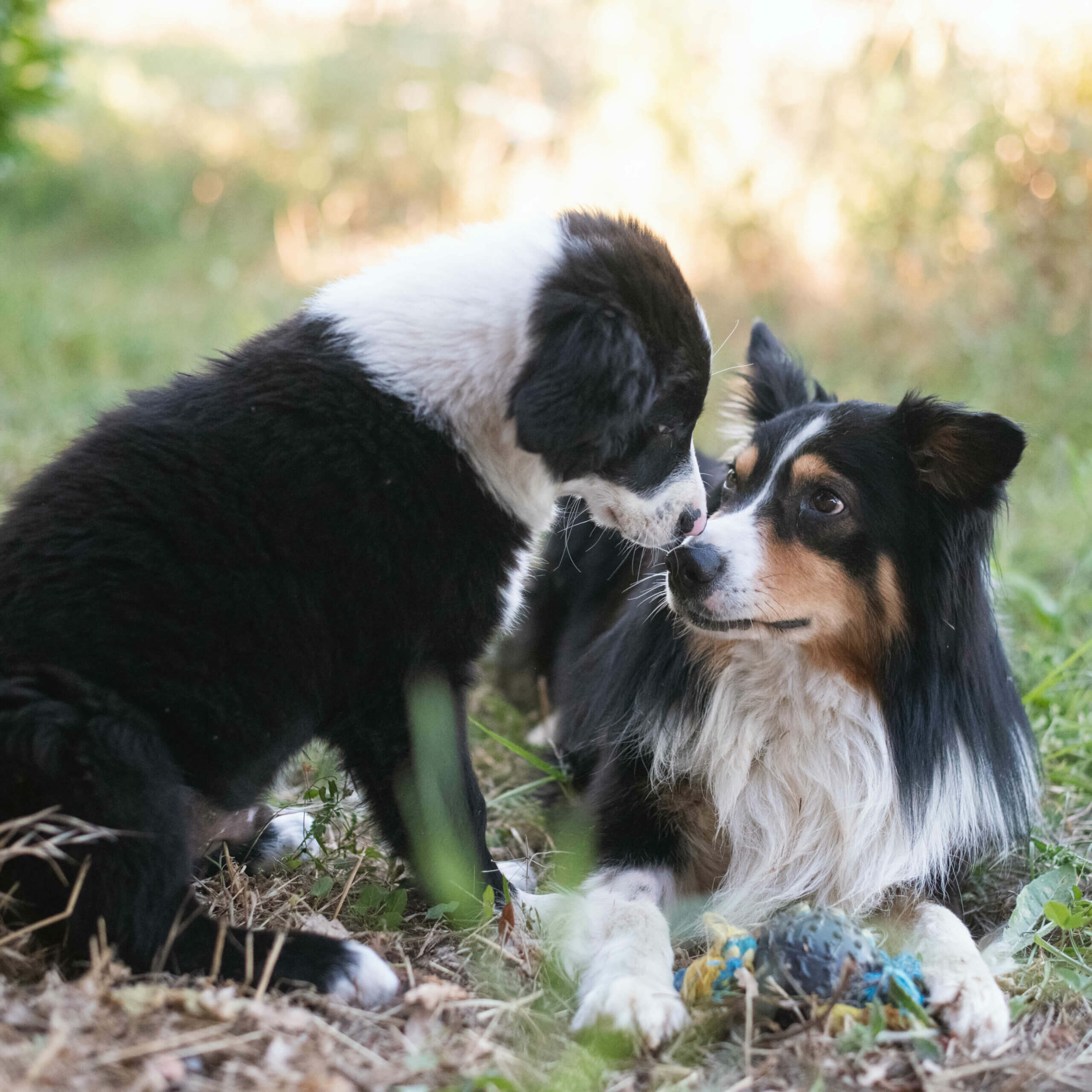 Deux chiens noirs et blancs se regardent dans les yeux
