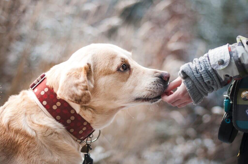 Un labrador beige qui lèche les doigts d'une femme